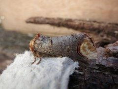 Oksehodespinner (Phalera bucephala)