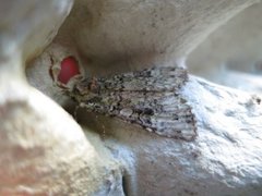 Grønt skogfly (Anaplectoides prasina)