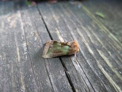Mindre båndmetallfly (Diachrysia stenochrysis)
