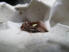 Storflekket metallfly (Autographa bractea)