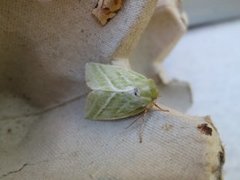 Rødfrynset båtfly (Pseudoips prasinana)