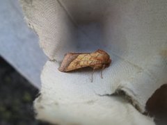 Gullfagerfly (Pyrrhia umbra)