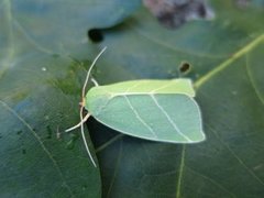 Eikebåtfly (Bena bicolorana)