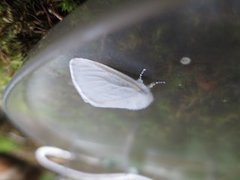 Seljebørstespinner (Leucoma salicis)