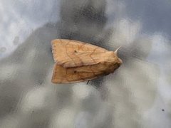 Vinkelfly (Enargia paleacea)