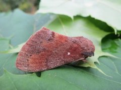 Furuspinner (Dendrolimus pini)