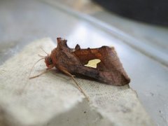 Storflekket metallfly (Autographa bractea)