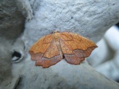 Seljebrannmåler (Epione repandaria)