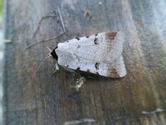 Augustvikkefly (Lygephila craccae)