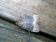 Tofarget pyramidefly (Amphipyra perflua)