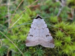 Augustvikkefly (Lygephila craccae)