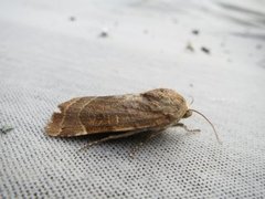 Bredbåndfly (Noctua fimbriata)