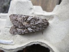 Grått hakefly (Polia nebulosa)