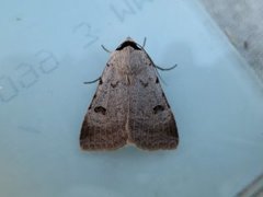 Augustvikkefly (Lygephila craccae)