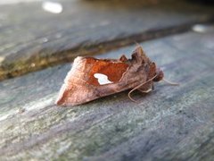 Storflekket metallfly (Autographa bractea)