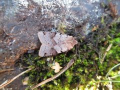 Blågrått høstfly (Agrochola litura)