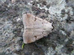 Augustvikkefly (Lygephila craccae)