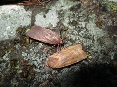 Bredbåndfly (Noctua fimbriata)