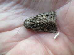 Hvitribbet åkerfly (Tholera decimalis)