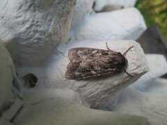 Grått hakefly (Polia nebulosa)