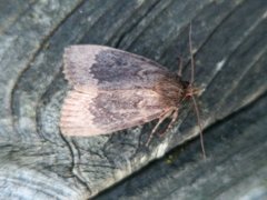 Tofarget pyramidefly (Amphipyra perflua)