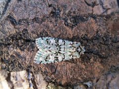 Grønt eikefly (Griposia aprilina)