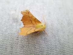 Oreflikmåler (Ennomos alniaria)