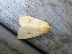 Blekt gulfly (Xanthia icteritia)