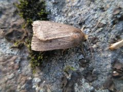 Grått pyramidefly (Amphipyra tragopoginis)