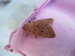 Rettlinjet høstfly (Agrochola macilenta)