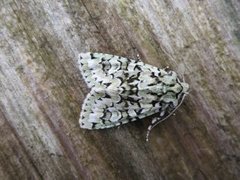 Grønt eikefly (Griposia aprilina)