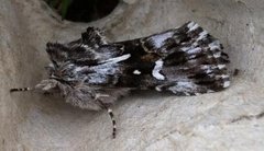 Torskemunnfly (Calophasia lunula)