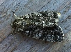 Syrekveldfly (Acronicta rumicis)