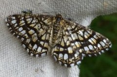 Rutemåler (Chiasmia clathrata)