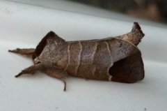 Rødflekkstjertspinner (Clostera curtula)