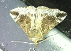 Blåbærnebbfly (Hypena crassalis)