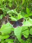 Sankthansblåvinge (Aricia artaxerxes)