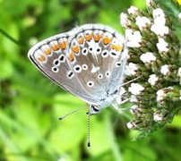 Sankthansblåvinge (Aricia artaxerxes)