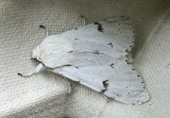 Hvitt kveldfly (Acronicta leporina)