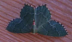 Krattbladmåler (Hemithea aestivaria)