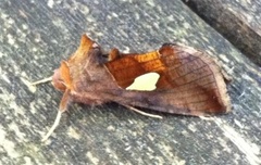 Storflekket metallfly (Autographa bractea)