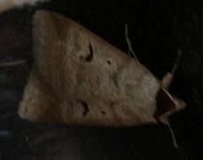 Engvikkefly (Lygephila pastinum)