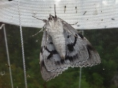 Blått ordensbånd (Catocala fraxini)
