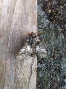 Lys eiketannspinner (Drymonia ruficornis)