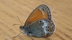 Perleringvinge (Coenonympha arcania)