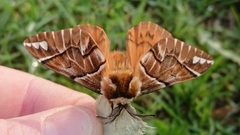 Vårspinner (Endromis versicolora)