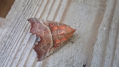 Flikfly (Scoliopteryx libatrix)