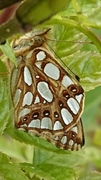 Sølvkåpe (Issoria lathonia)