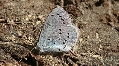 Vårblåvinge (Celastrina argiolus)