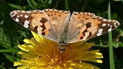 Tistelsommerfugl (Vanessa cardui)